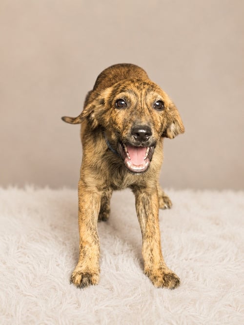 YAHTZEE (M) - Australian Shepherd available for adoption
