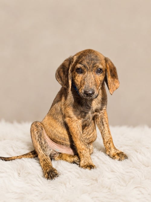YAHTZEE (M) - Australian Shepherd available for adoption