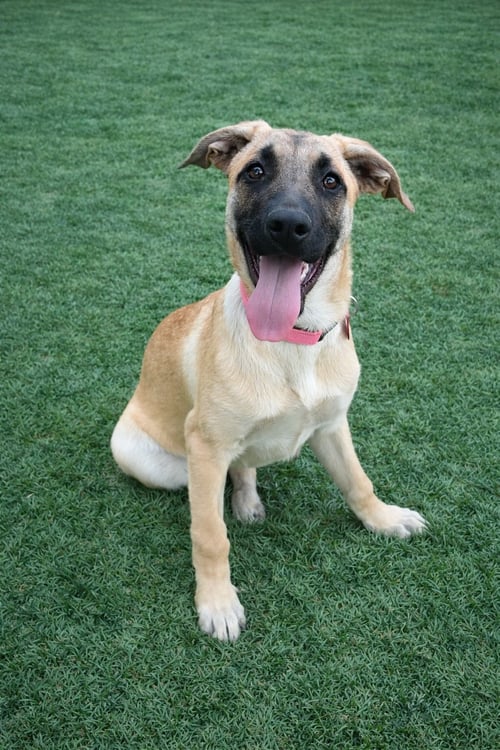 WIND (F) - German Shepherd Dog / Labrador Retriever available for adoption