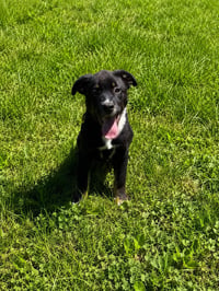 Mr.Pibb - Photo 1