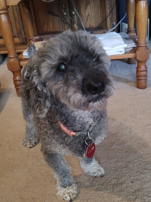 SKEETER (BONDED WITH GINGER) - Poodle (Miniature) available for adoption