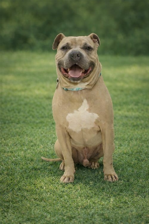 GORDON - American Staffordshire Terrier for adoption in Nashville
