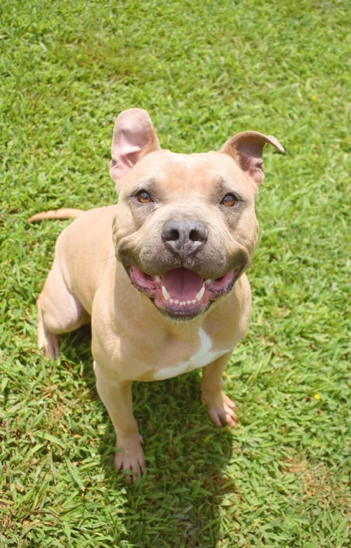 GORDON - American Staffordshire Terrier available for adoption