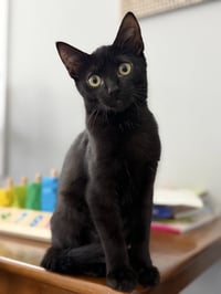 Princess Donut - Photo 4
