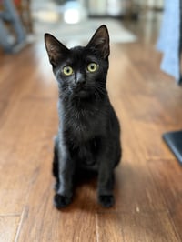 Princess Donut - Photo 8