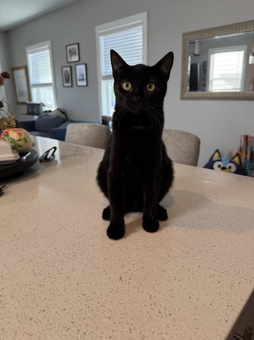 PRINCESS DONUT - Domestic Short Hair available for adoption