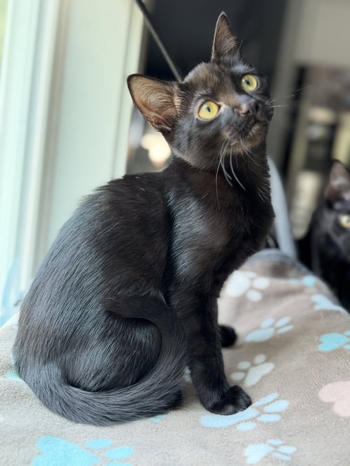 PRINCESS DONUT - Domestic Short Hair available for adoption