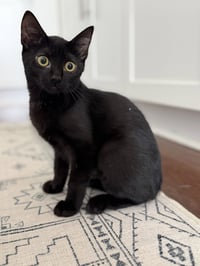 Princess Donut - Photo 6