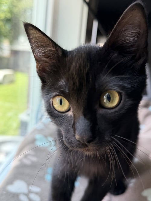 PRINCESS DONUT - Domestic Short Hair for adoption in Nashville
