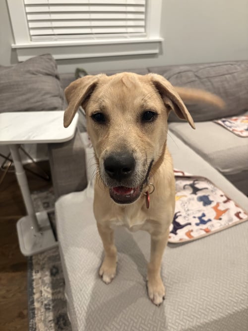 BEE (F) - Labrador Retriever / American Staffordshire Terrier available for adoption