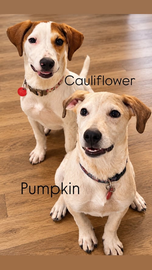 PUMPKIN (M) - Hound / Australian Cattle Dog/Blue Heeler available for adoption