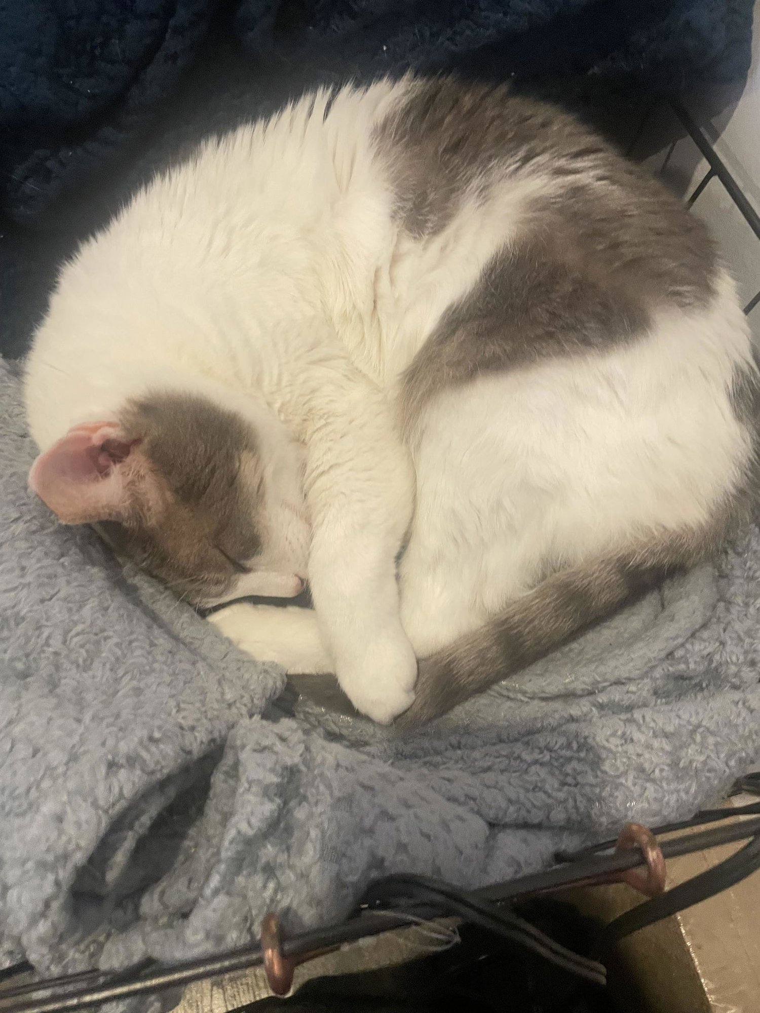 FISH - Domestic Short Hair available for adoption