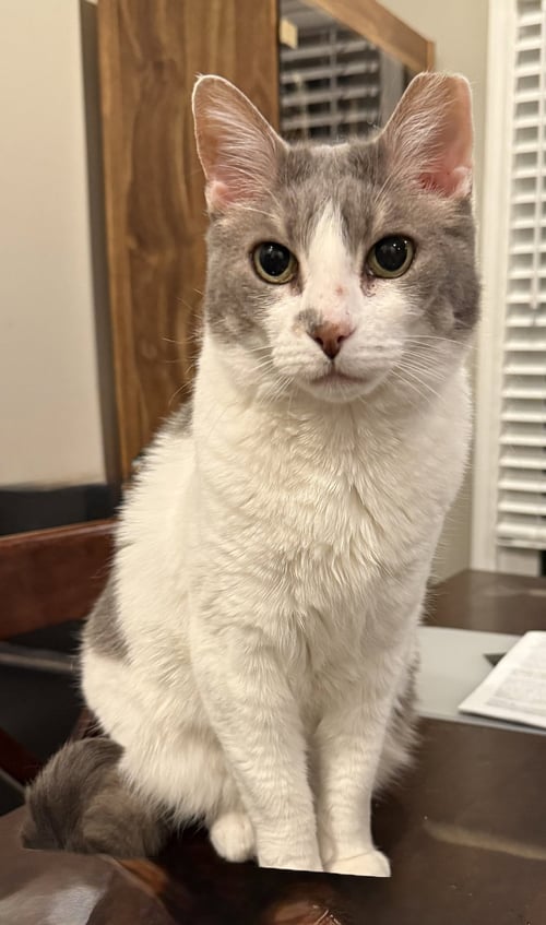 FISH - Domestic Short Hair available for adoption