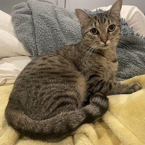 AGNES - Domestic Short Hair available for adoption