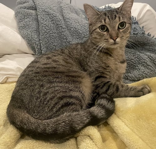 AGNES - Domestic Short Hair available for adoption