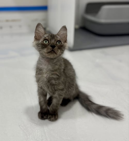 MINT - Domestic Long Hair for adoption in Nashville