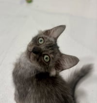 Mint - Photo 9
