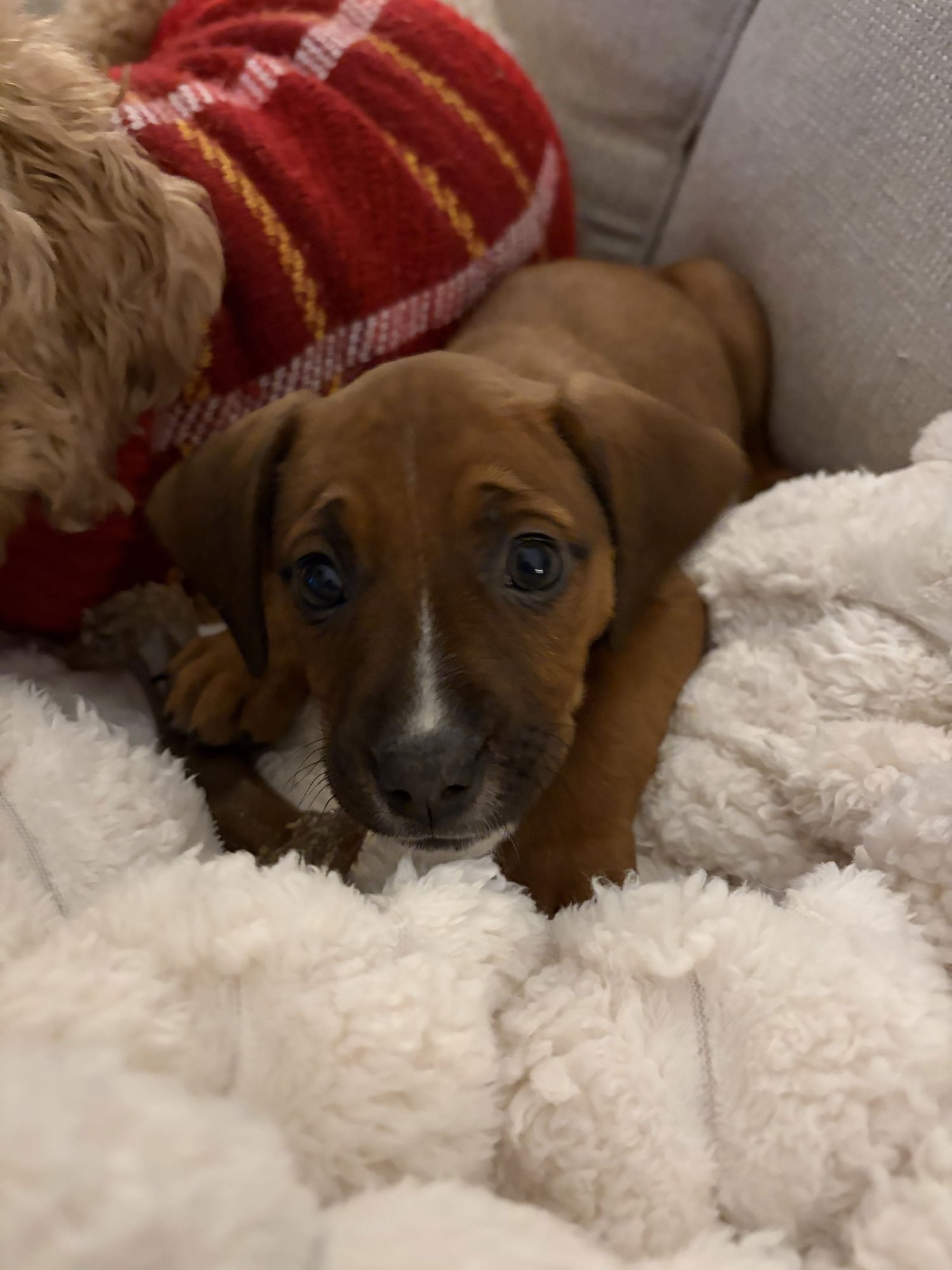 JULIET - Pit Bull Terrier available for adoption