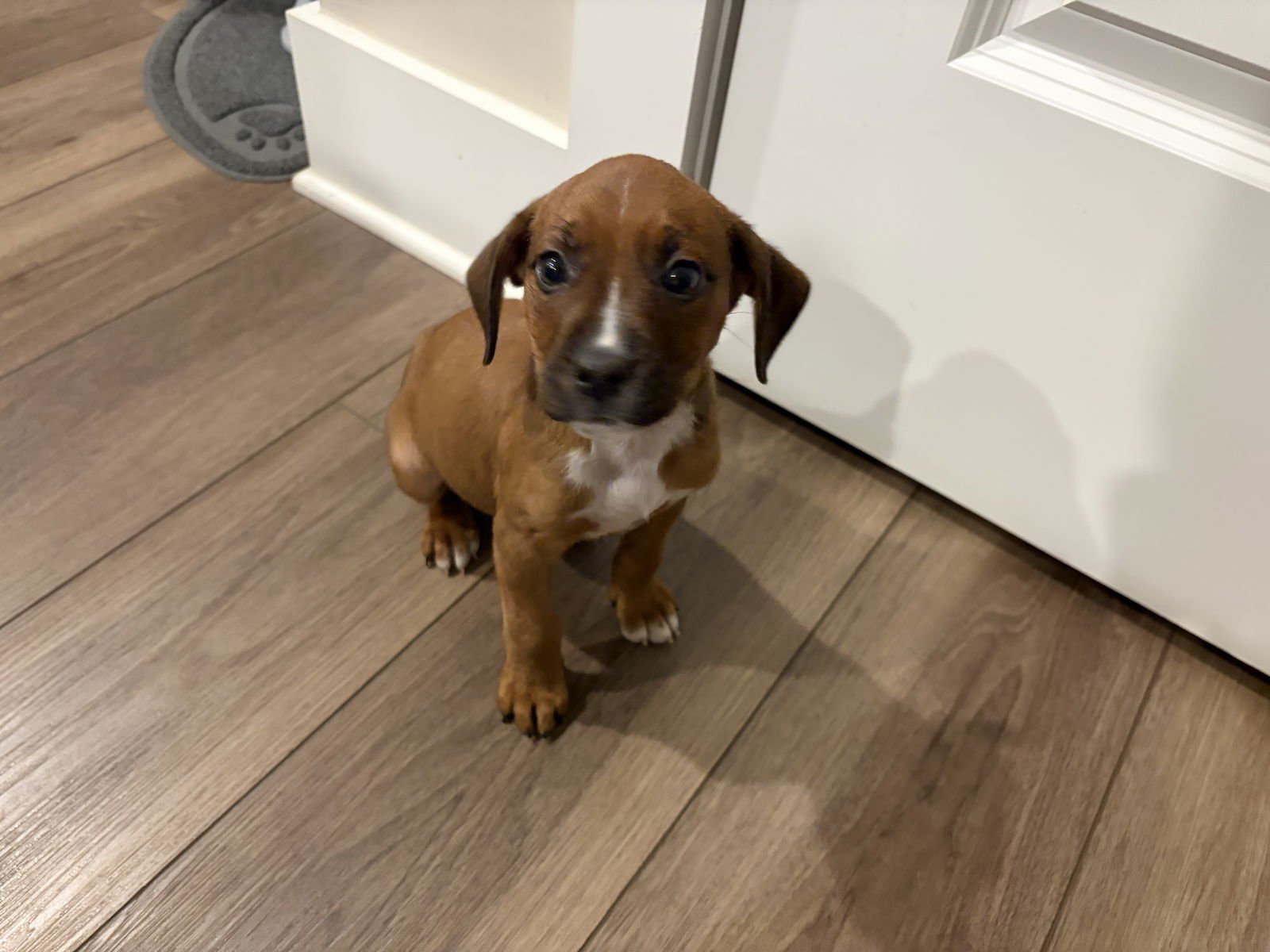 JULIET - Pit Bull Terrier available for adoption