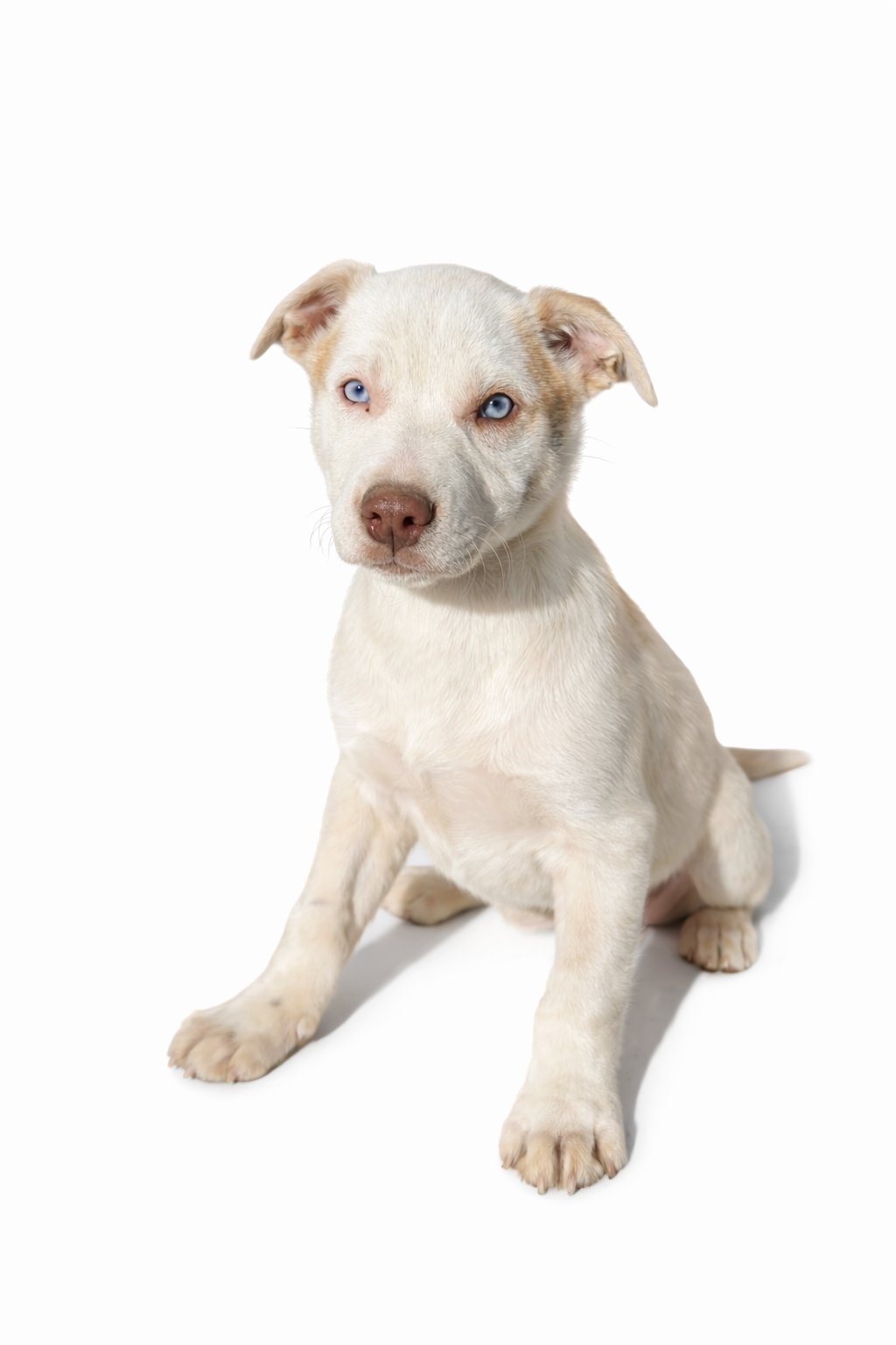 DAWSON - Australian Shepherd / Pit Bull Terrier available for adoption