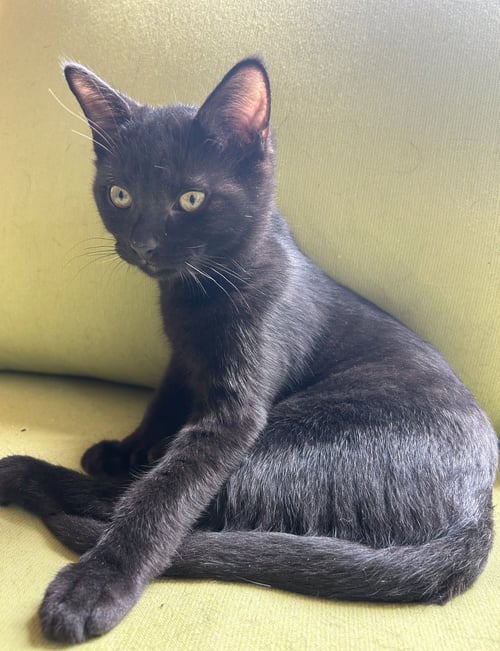 TARRAGON - Domestic Short Hair available for adoption