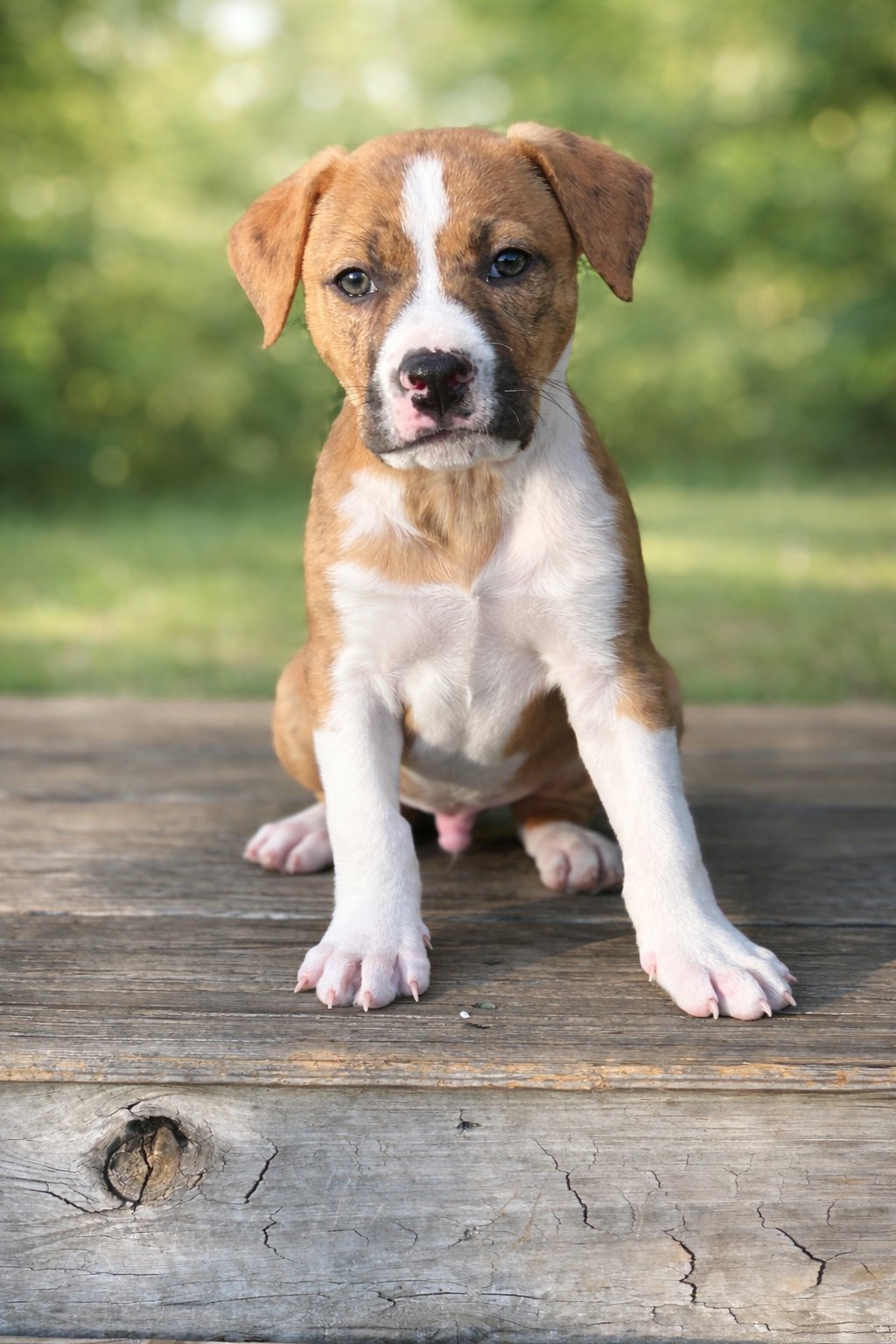 TEXAS (M) - Pit Bull Terrier for adoption in Nashville