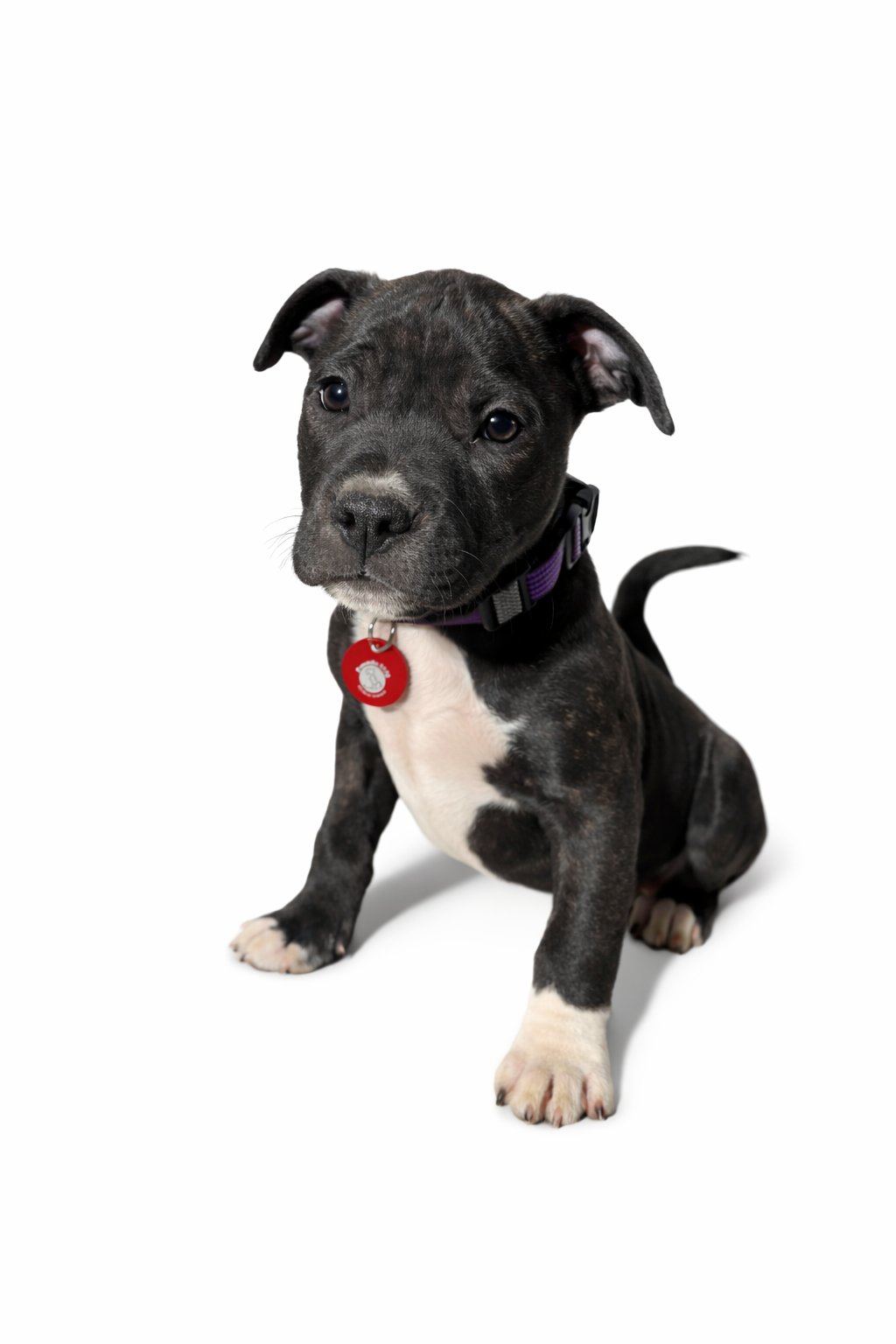 DEACON - Pit Bull Terrier / Labrador Retriever available for adoption