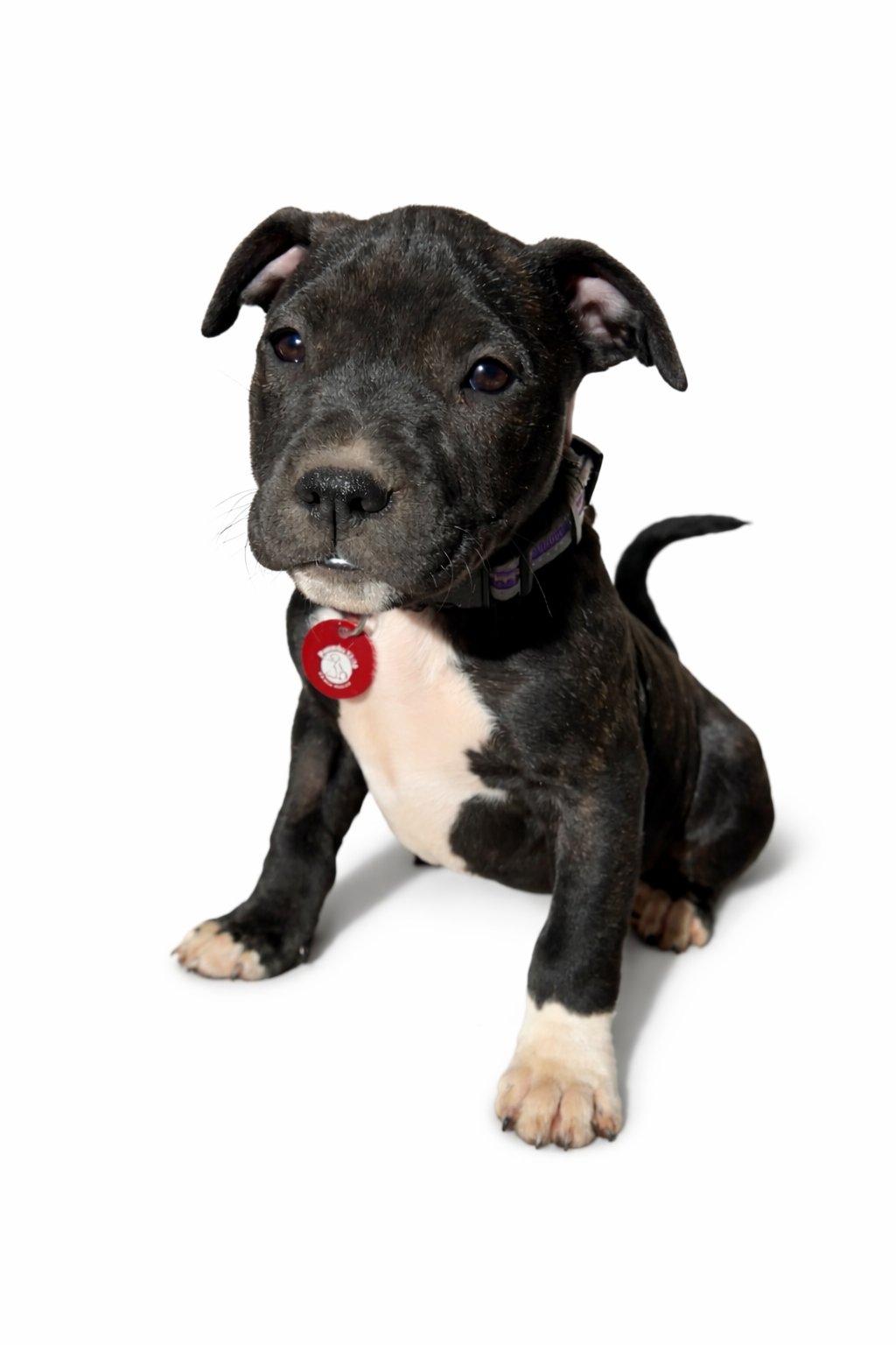 DEACON - Pit Bull Terrier / Labrador Retriever available for adoption