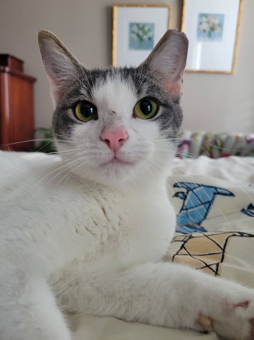 RONI - Domestic Short Hair available for adoption