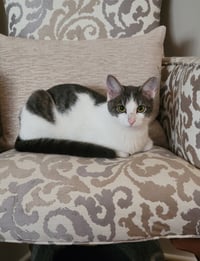 Roni - Photo 3