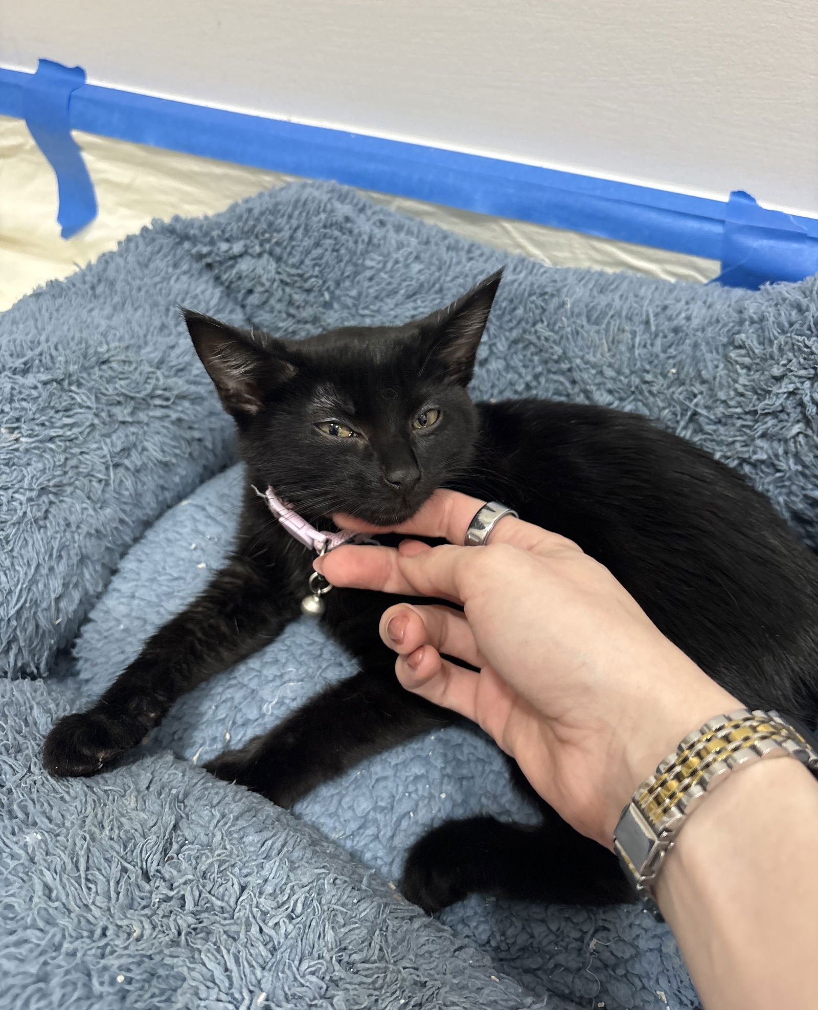 POSEY - Domestic Short Hair available for adoption