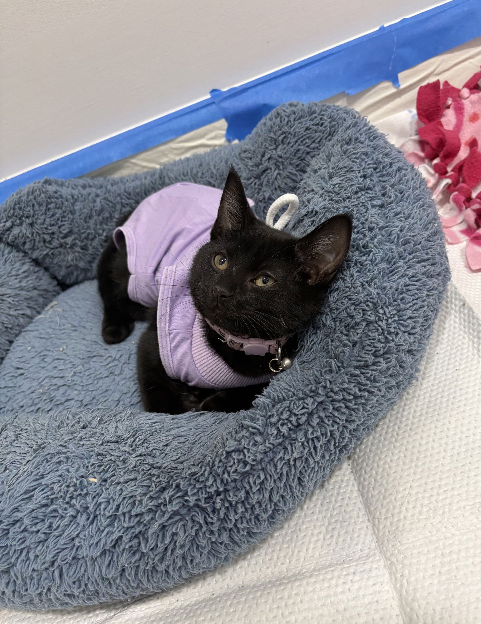 POSEY - Domestic Short Hair available for adoption