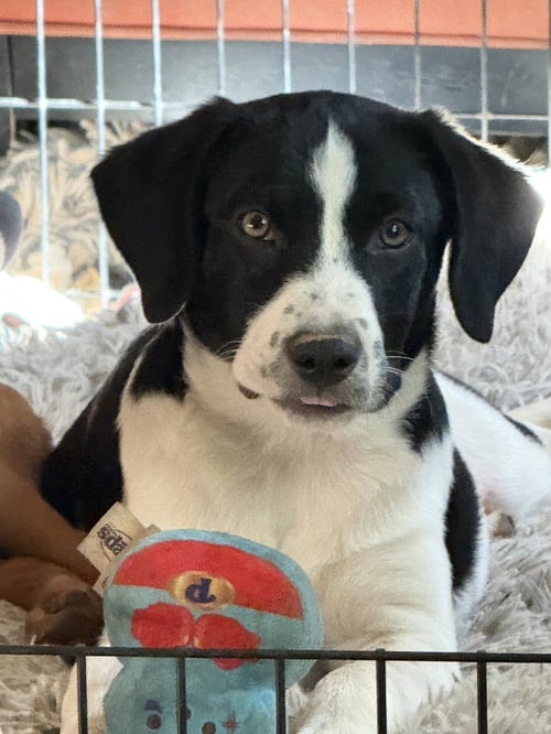 FRAIZER FIR (M) - Labrador Retriever / Husky available for adoption