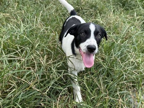 FRAIZER FIR (M) - Labrador Retriever / Husky available for adoption