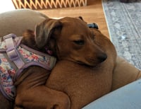 Blakely(Bonded with Becky) - Photo 3