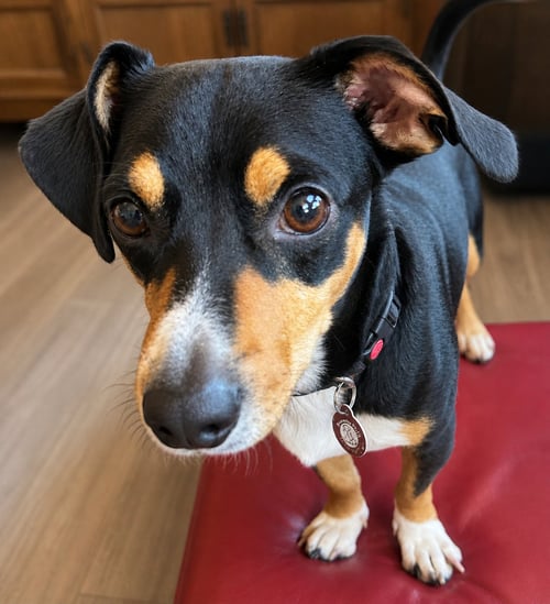 BERNARD - Chihuahua available for adoption
