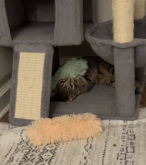 CHICK-FIL-A - Domestic Short Hair available for adoption