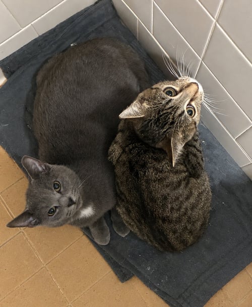CHICK-FIL-A - Domestic Short Hair available for adoption