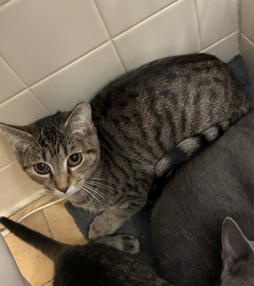 CHICK-FIL-A - Domestic Short Hair available for adoption