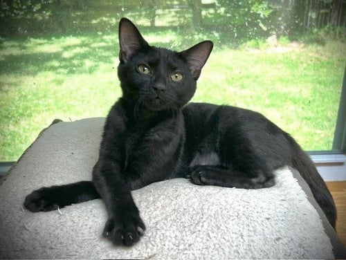 CYMBAL - Domestic Short Hair available for adoption