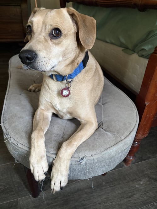DANNY FAITH - Beagle / Labrador Retriever available for adoption
