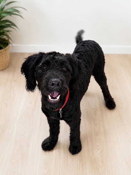 SPENCER - Poodle (Standard) / Labrador Retriever available for adoption