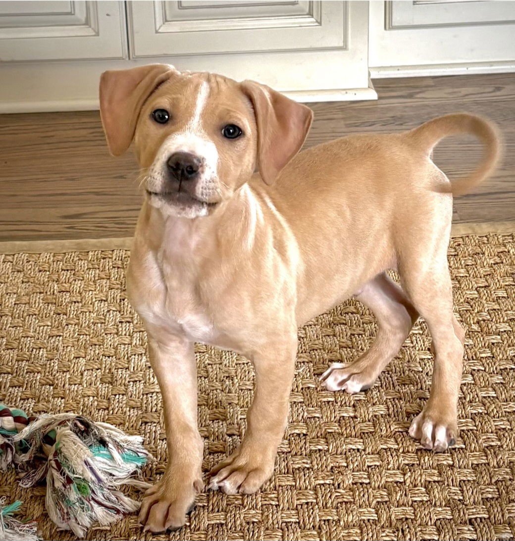 JEREMIAH - Pit Bull Terrier for adoption in Nashville