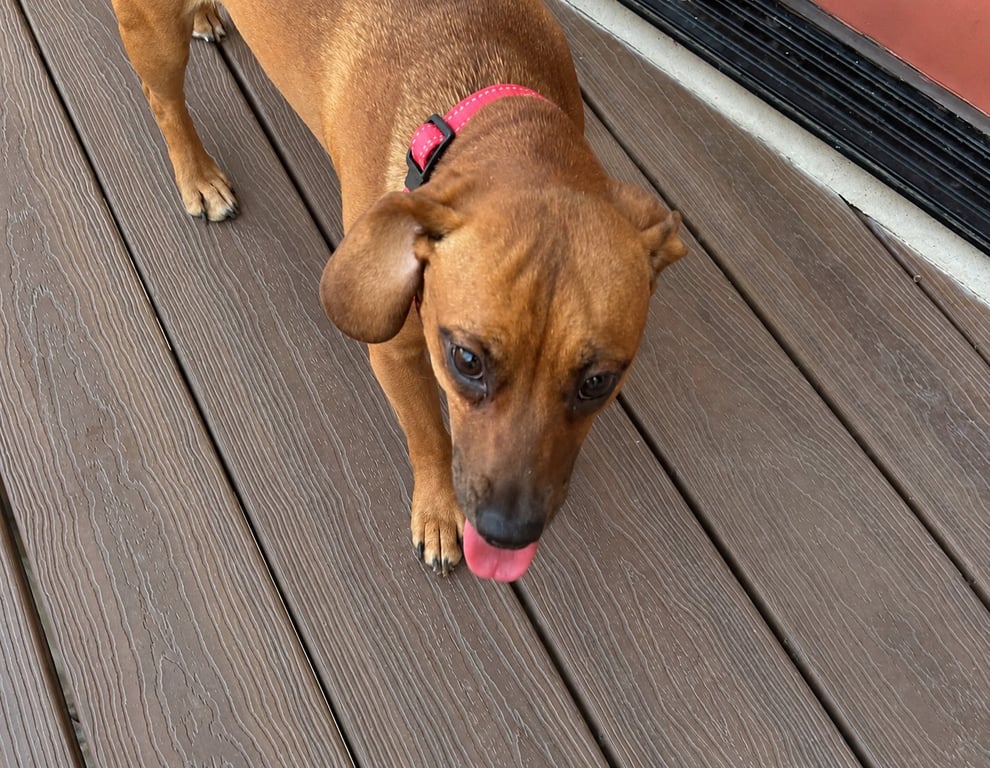 Josie Image