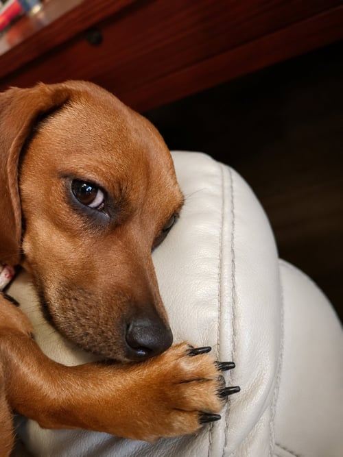 JOSIE (BONDED WITH SAMANTHA) - Dachshund for adoption in Nashville