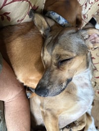 Josie (Bonded with Samantha) - Photo 3