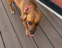 Josie (Bonded with Samantha) - Photo 2