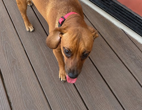 JOSIE (BONDED WITH SAMANTHA) - Dachshund available for adoption