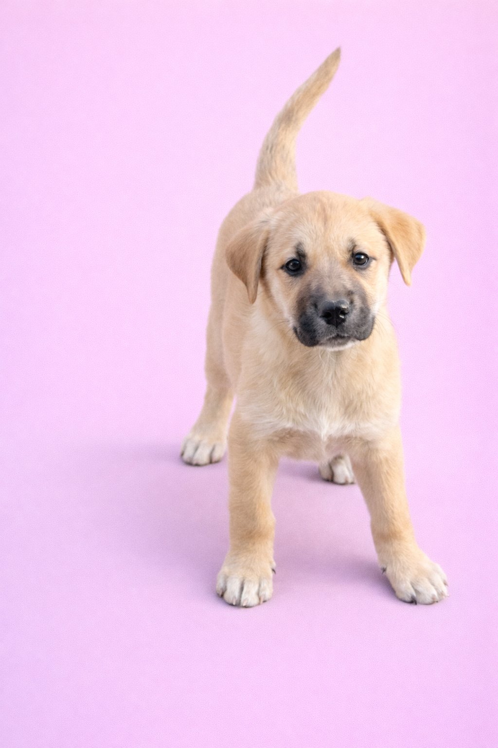 SANDY - Great Pyrenees available for adoption