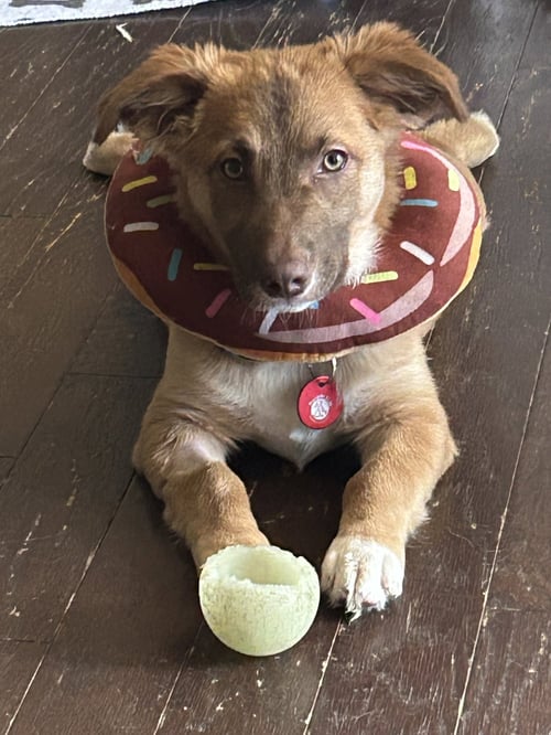 DUNE (M) - Corgi / Pit Bull Terrier available for adoption